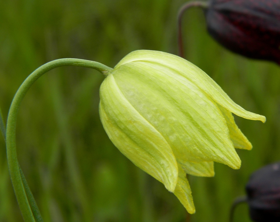 Изображение особи Fritillaria meleagroides.