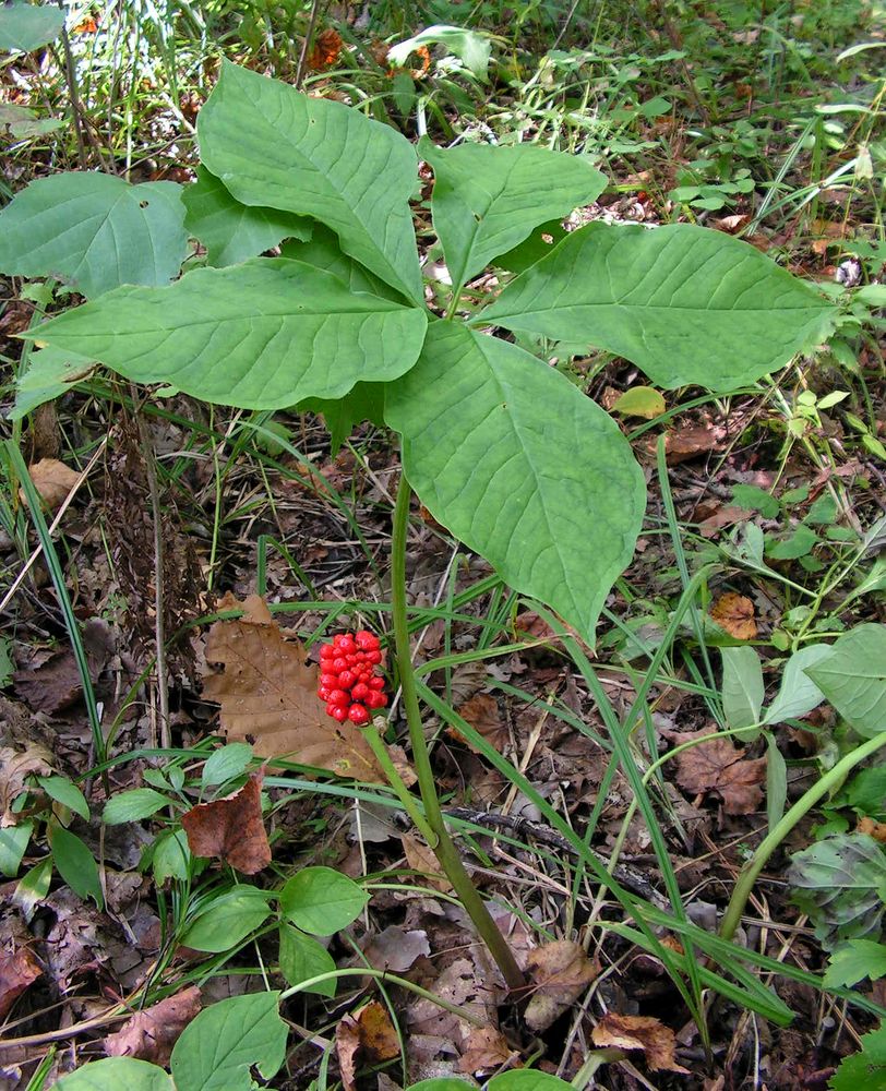 Изображение особи Arisaema amurense.