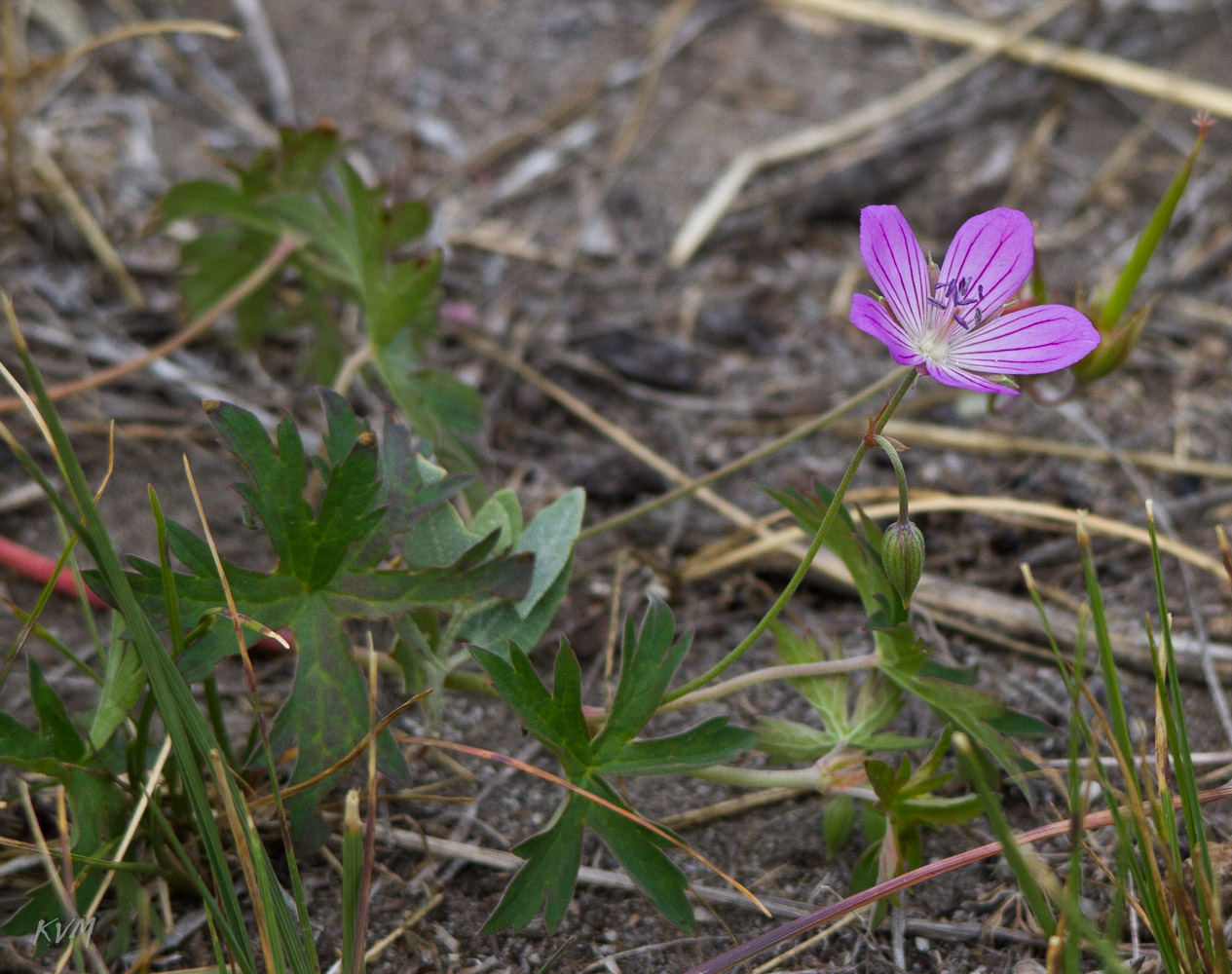 Image of Geranium collinum specimen.