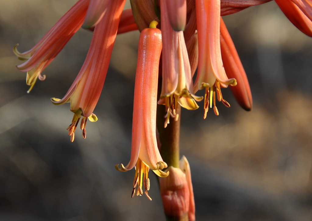 Image of Aloe arborescens specimen.