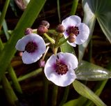 Sagittaria sagittifolia. Соцветие. Курская обл., Железногорский р-н, сл. Михайловка, р. Свапа. 14 августа 2007 г.