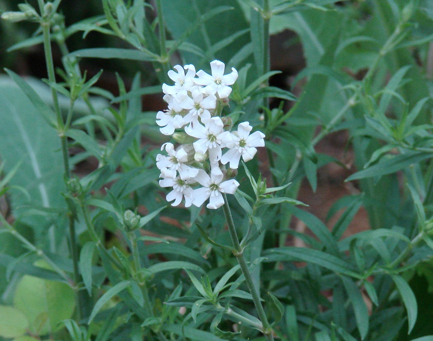 Image of Silene amoena specimen.