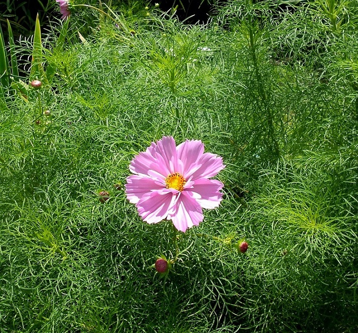 Изображение особи Cosmos bipinnatus.