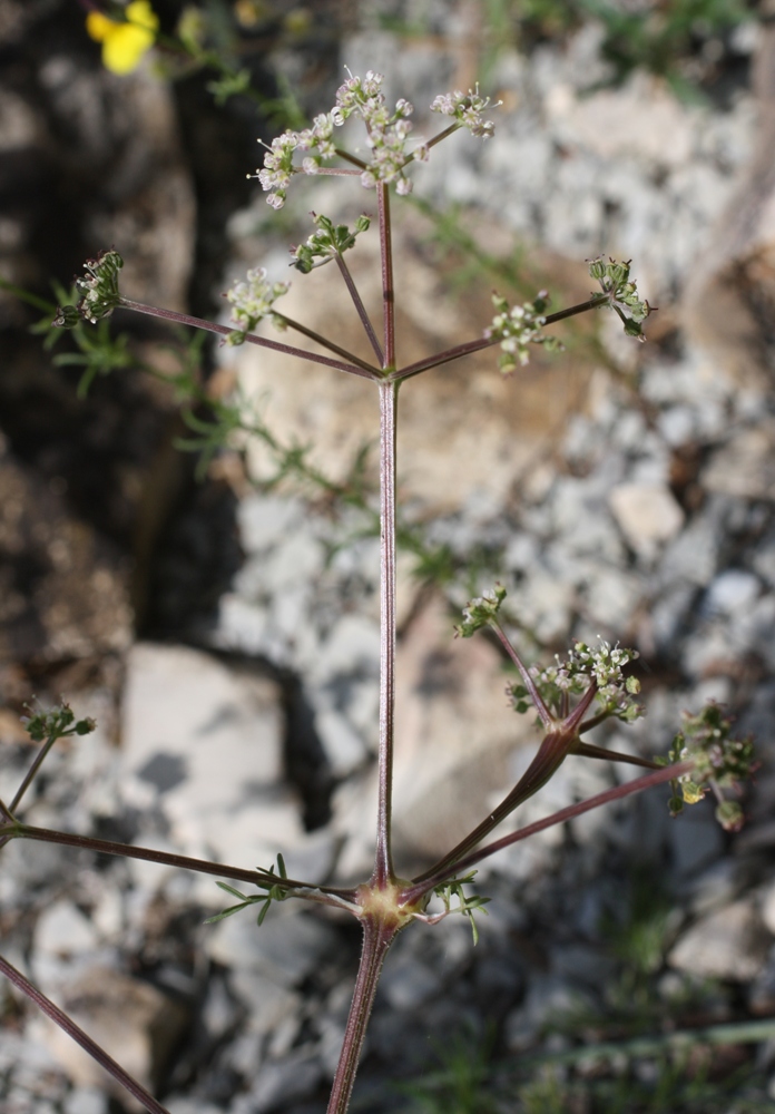 Image of Trinia hispida specimen.