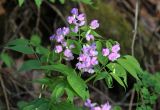 Lathyrus vernus. Верхушка цветущего растения (светлоцветковая форма). Пермский край, окр. г. Красновишерск, левый берег р. Вишера, Камень Ветлан, крутой мшисто-каменистый залесённый склон. 10.06.2013.