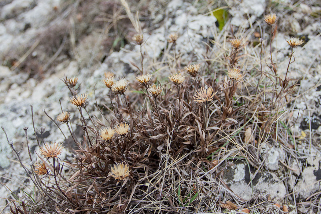 Image of Inula ensifolia specimen.