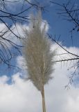 Cortaderia selloana. Прошлогоднее соплодие. Германия, г. Дюссельдорф, Ботанический сад университета. 02.03.2014.