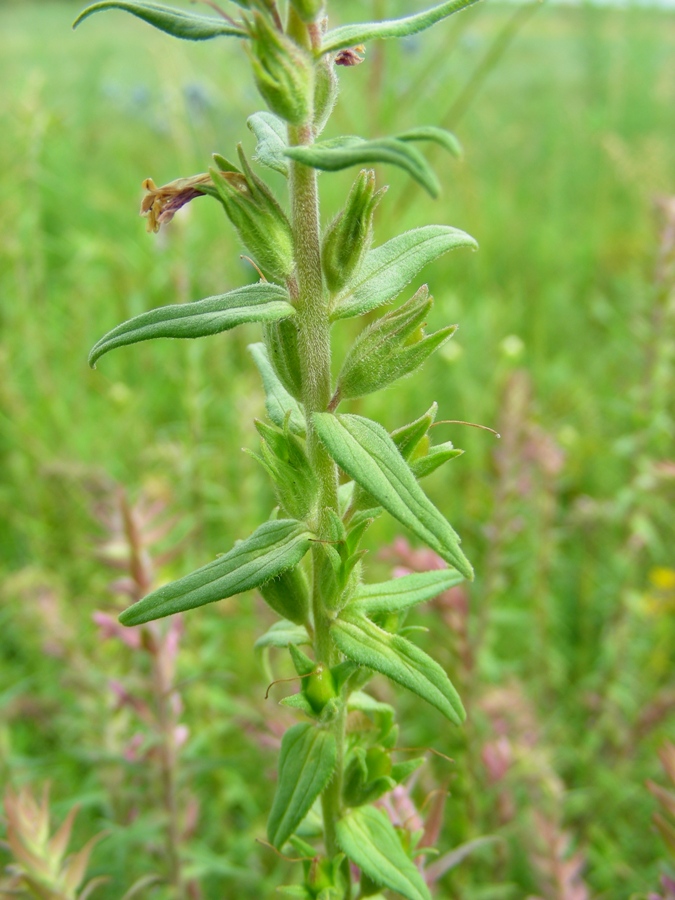 Изображение особи Odontites vulgaris.