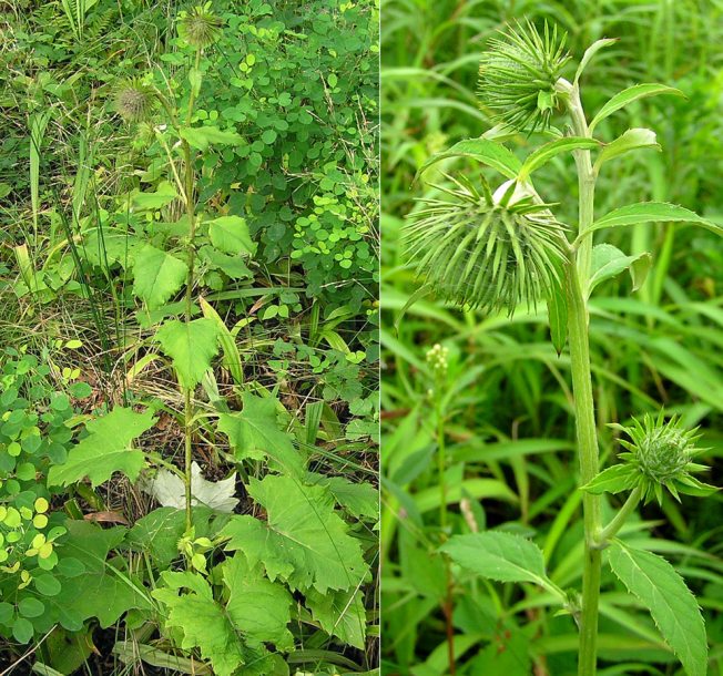 Изображение особи Synurus deltoides.