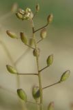 Hymenolobus procumbens