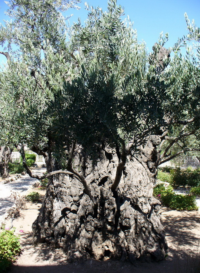 Image of Olea europaea specimen.