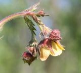 Geum &times; intermedium