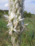 Asphodeline taurica. Часть соцветия. Краснодарский край, г. Новороссийск, пер. Волчьи ворота, каменистый склон горы. 19.04.2014.