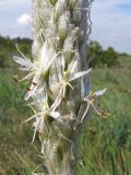 Asphodeline taurica