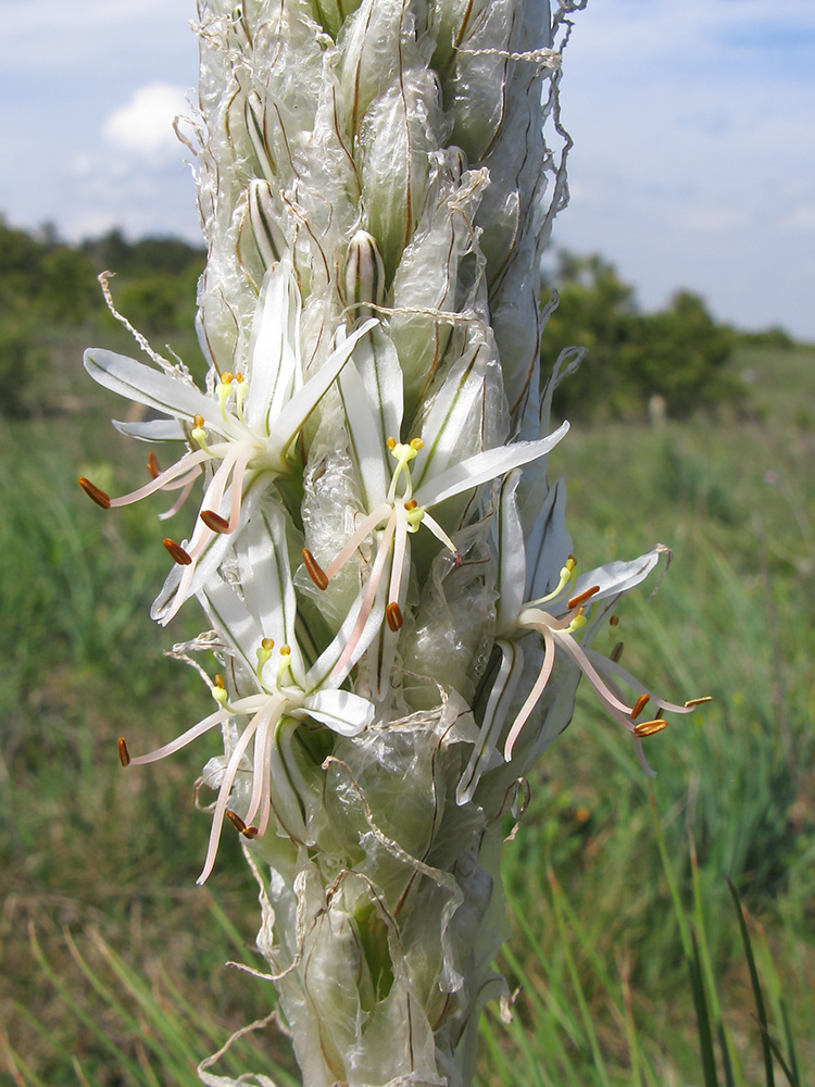 Image of Asphodeline taurica specimen.