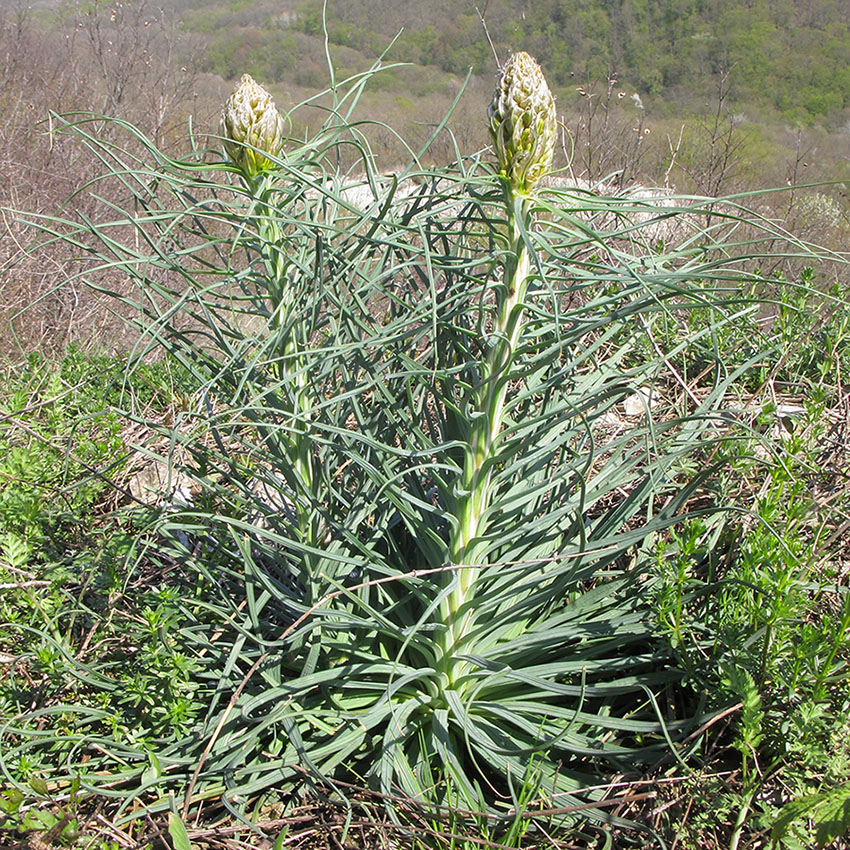 Image of Asphodeline lutea specimen.