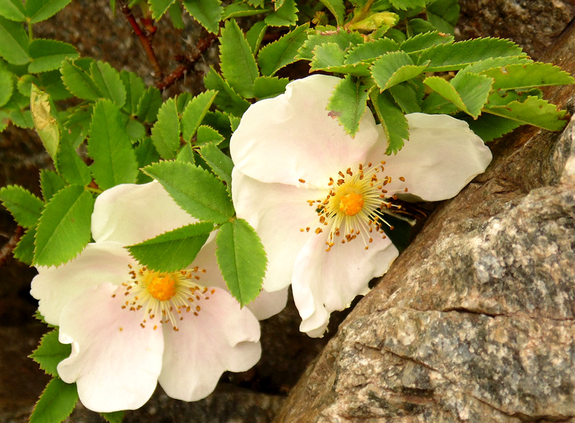 Изображение особи Rosa spinosissima.