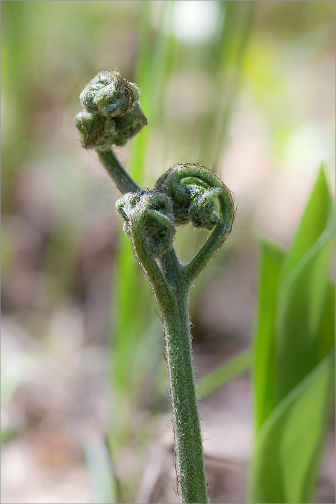 Изображение особи Pteridium pinetorum.