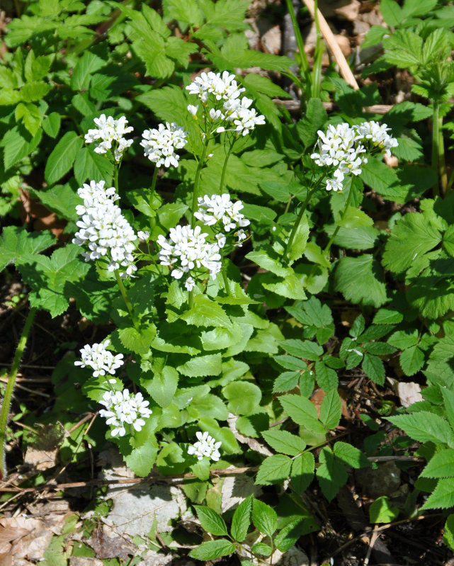 Изображение особи Arabis nordmanniana.