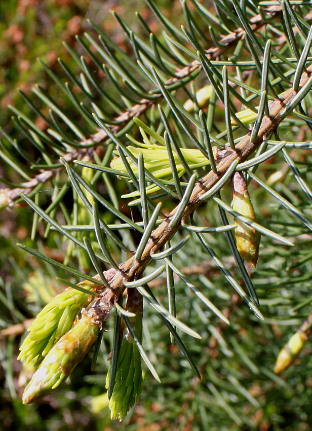 Изображение особи Picea breweriana.