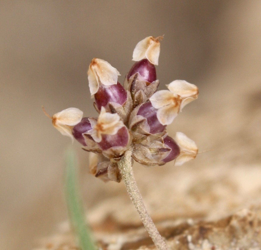 Изображение особи Plantago ovata.