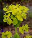 Euphorbia lucida. Верхняя часть побега с соцветием и завязью плодов. Германия, г. Дюссельдорф, Ботанический сад университета. 02.06.2014.