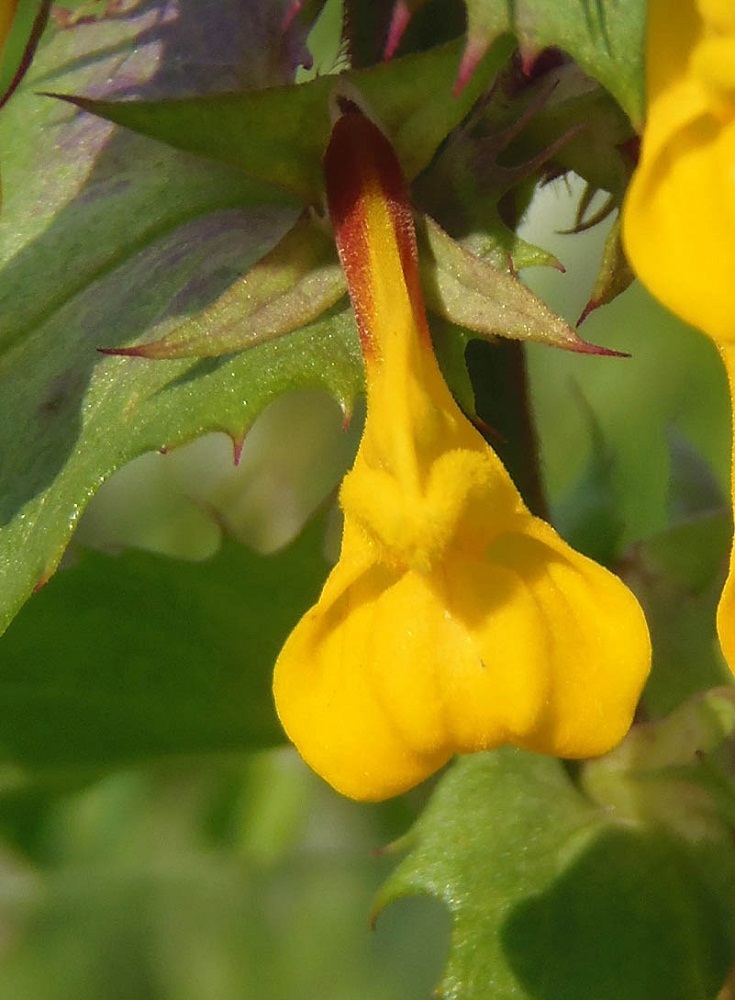 Изображение особи Melampyrum nemorosum.