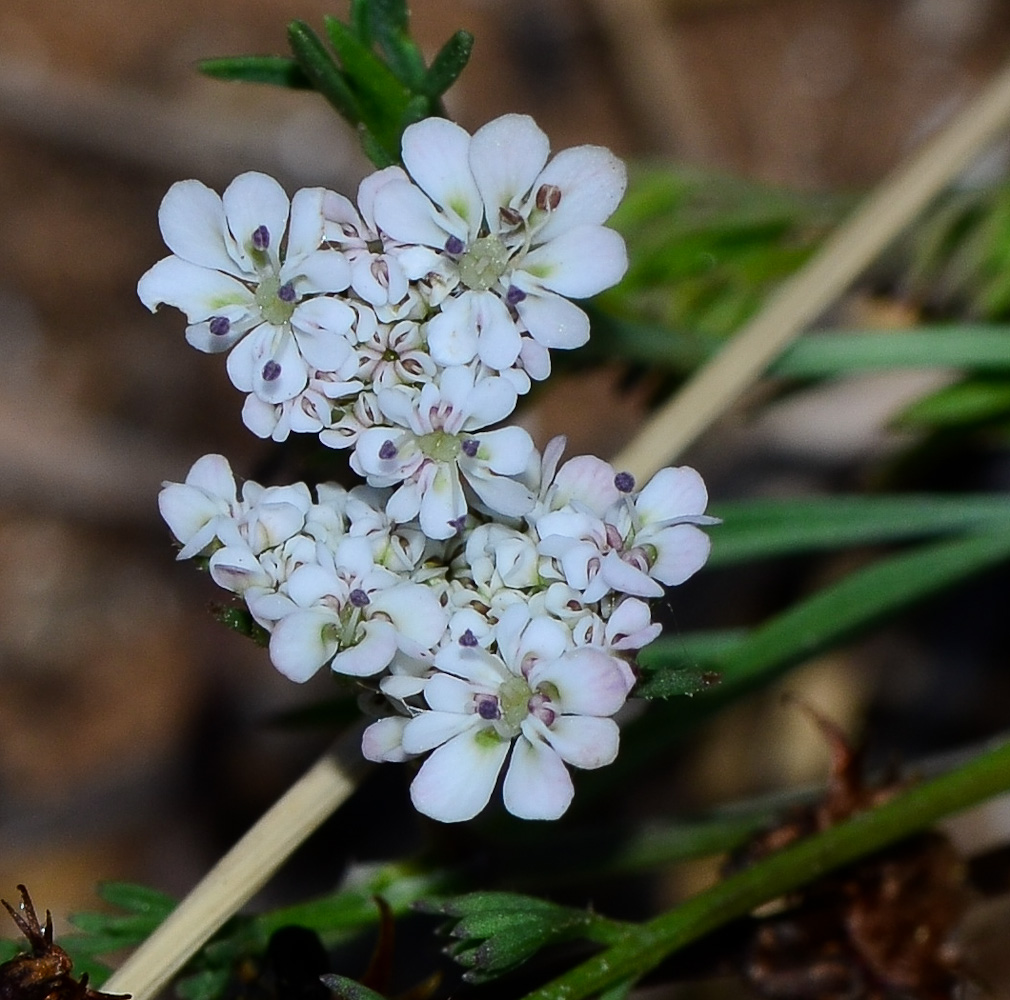 Image of Daucus glaber specimen.