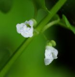 Scutellaria dependens. Цветки. Приморский край, Шкотовский р-н, окр. пос. Штыково, левый берег р. Артёмовки, долинный ильмово-ясенёвый лес. 08.07.2014.