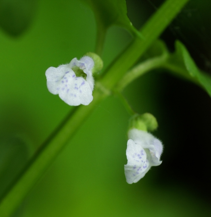 Image of Scutellaria dependens specimen.