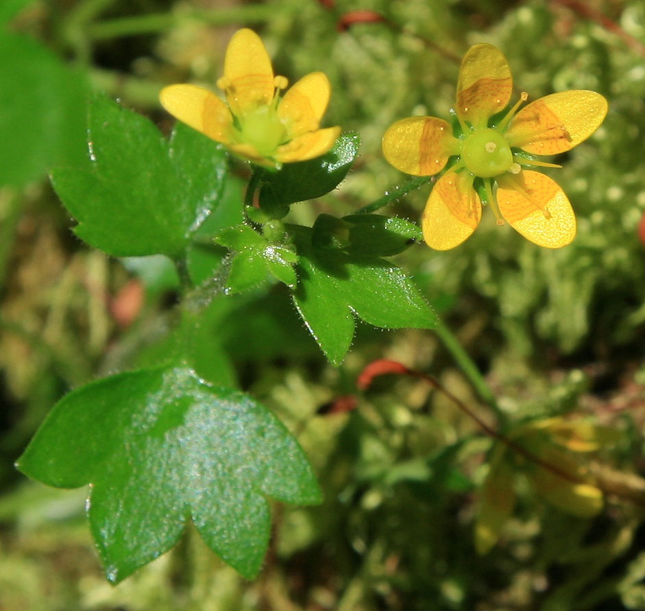 Изображение особи Saxifraga cymbalaria.