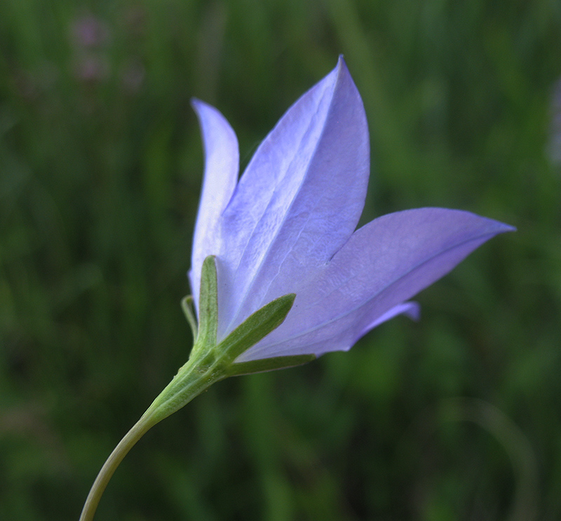 Изображение особи Campanula altaica.