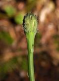 Hypochaeris radicata. Верхушка побега с развивающимся соцветием. Украина, Львовская обл., Дрогобычский р-н, г. Трускавец, Помярки, лес. 11.06.2014.