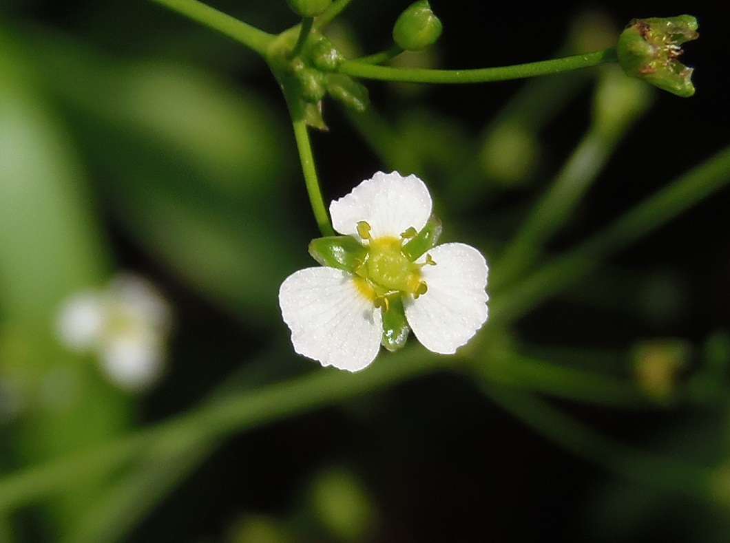 Image of Alisma plantago-aquatica specimen.