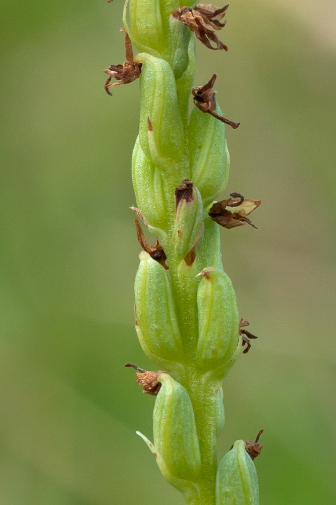 Image of Herminium monorchis specimen.