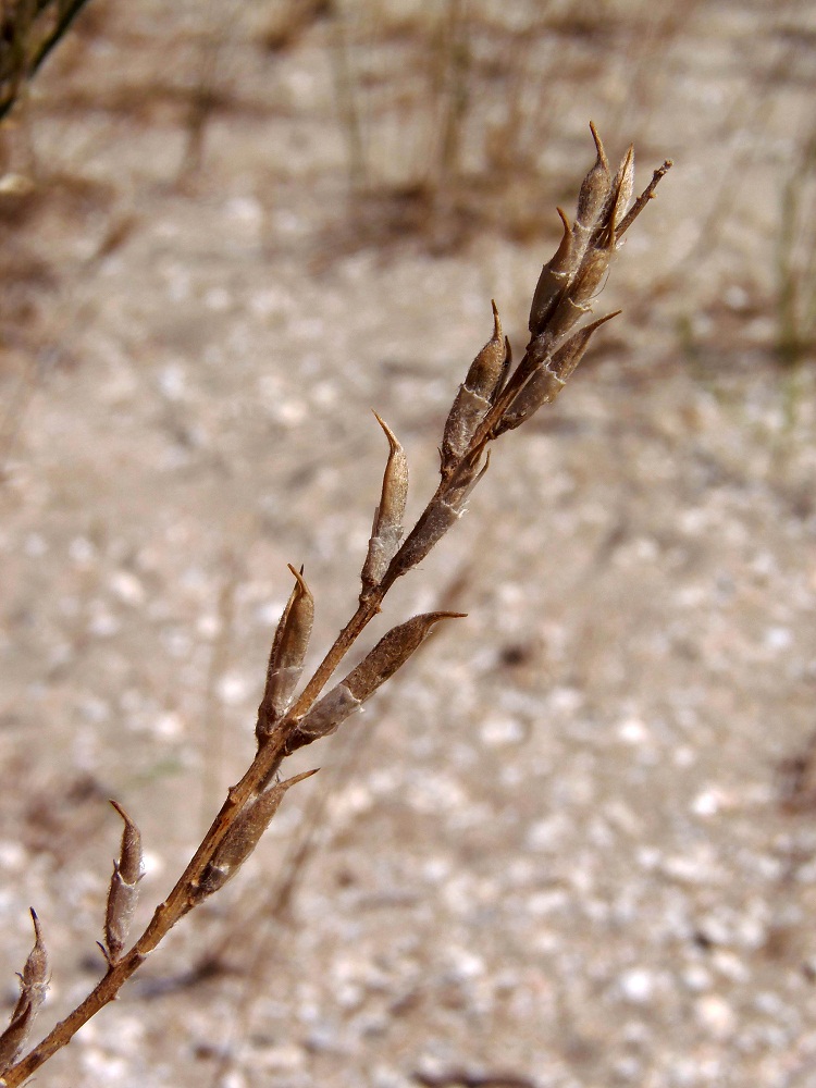 Изображение особи Astragalus varius.