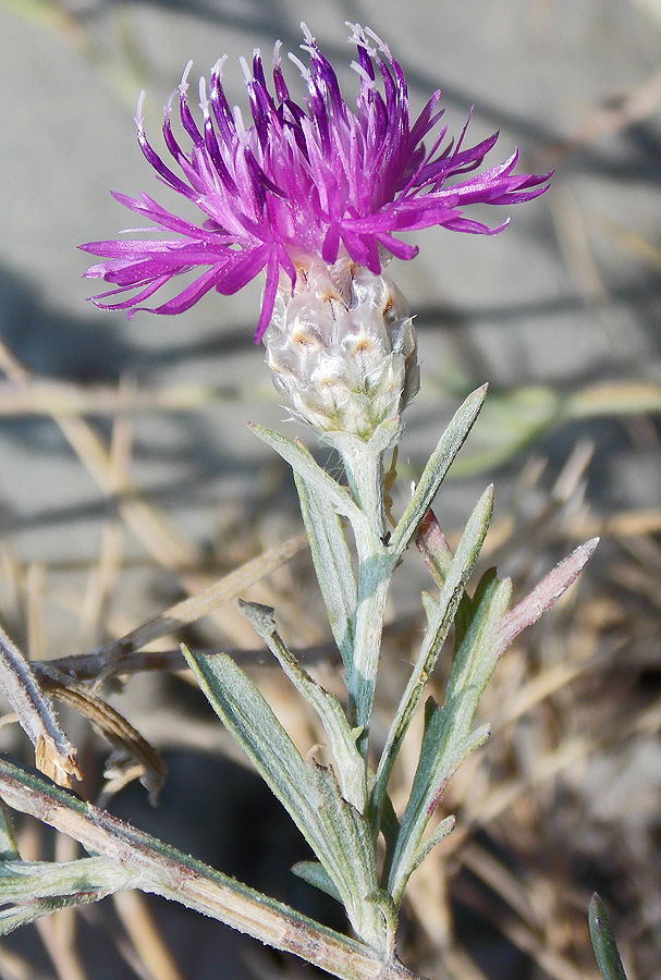 Изображение особи Centaurea novorossica.