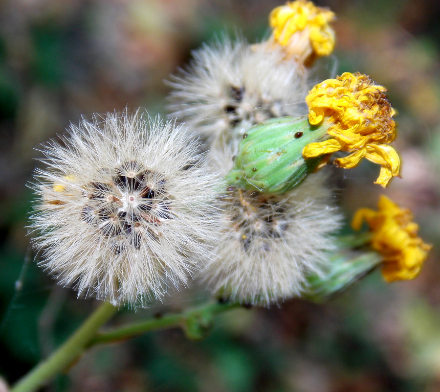 Image of Hieracium scabiosum specimen.