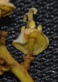Image of taxon representative. Author is Татьяна Мальчинская