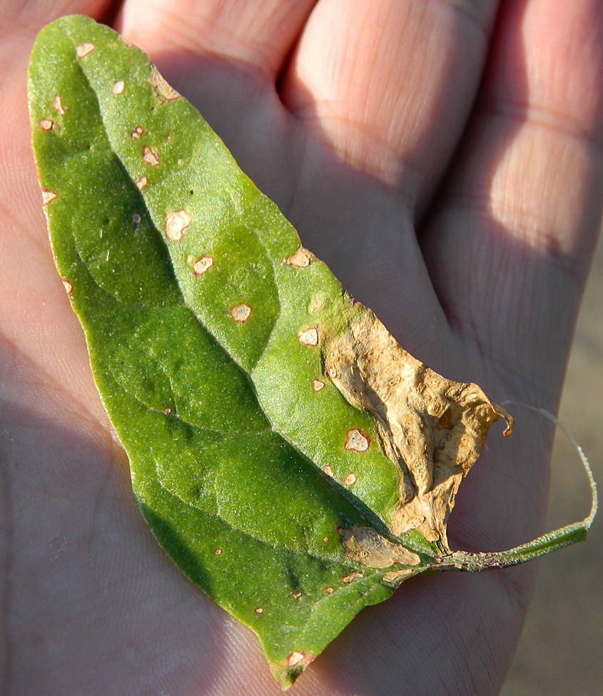 Image of Atriplex prostrata specimen.