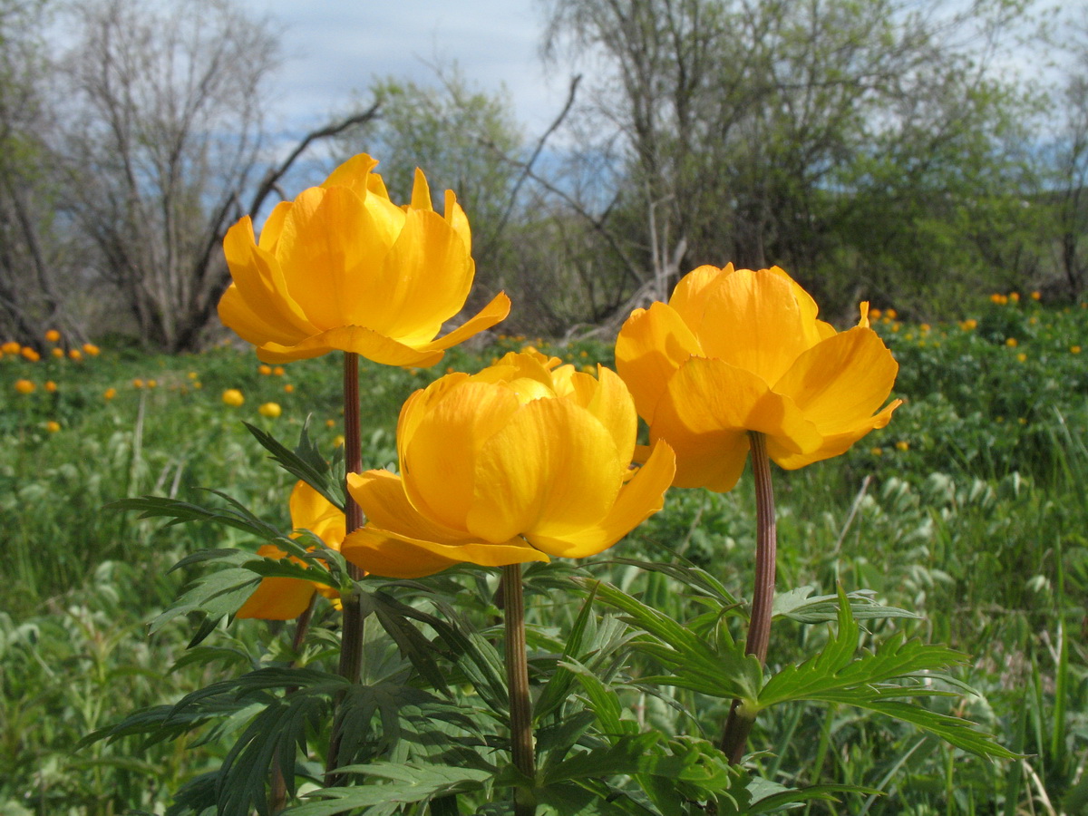 Image of Trollius altaicus specimen.