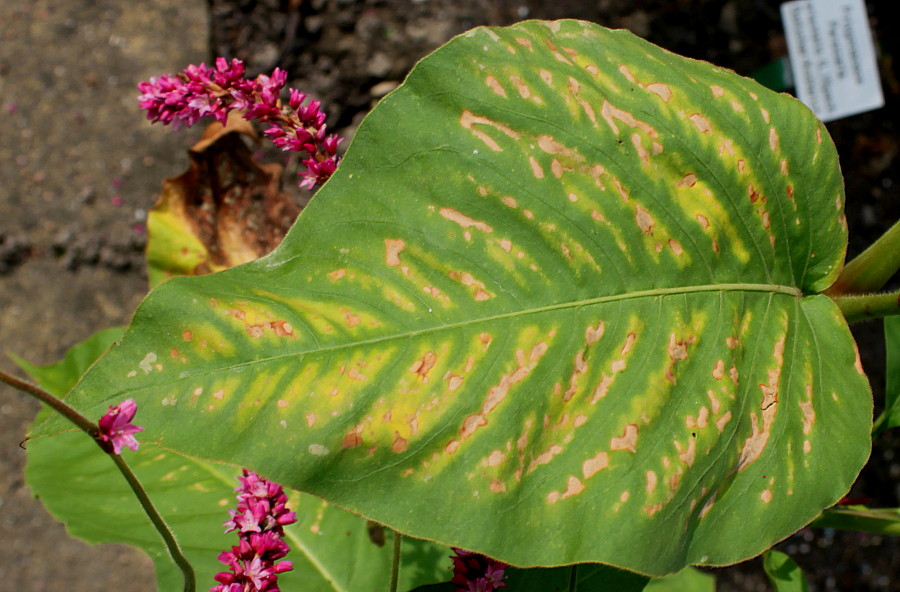 Image of Persicaria orientalis specimen.