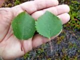 Betula × kusmisscheffii