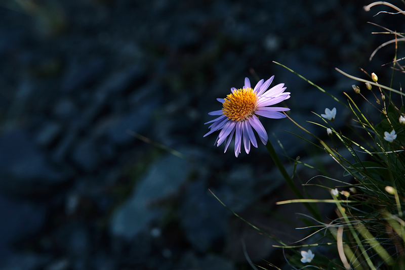 Изображение особи Aster serpentimontanus.