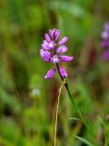 Polygala wolfgangiana