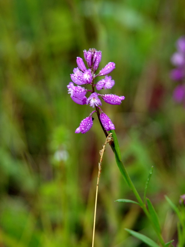 Image of Polygala wolfgangiana specimen.