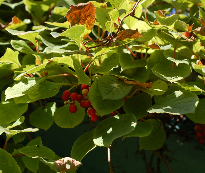 Изображение особи Schisandra chinensis.