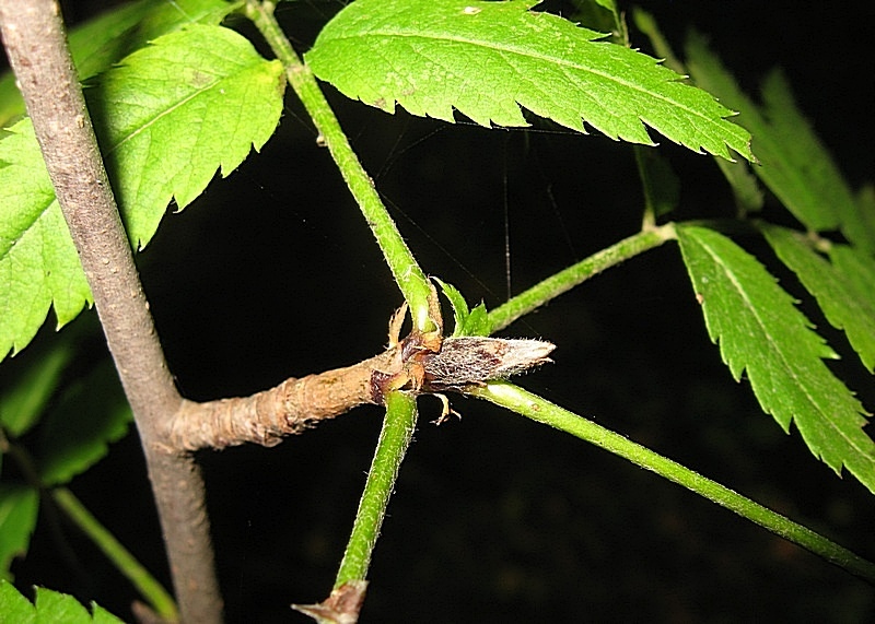 Image of Sorbus sibirica specimen.