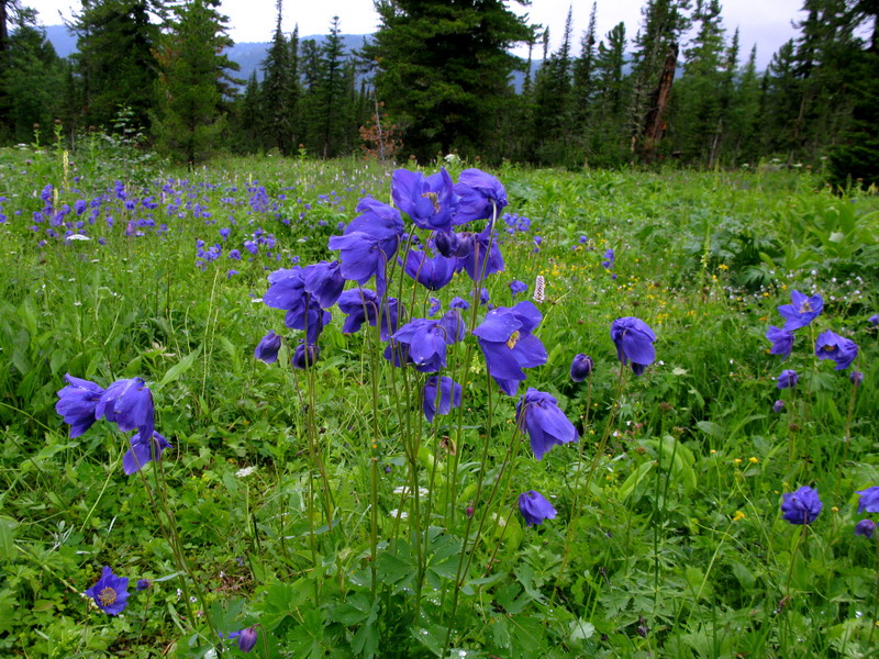 Image of Aquilegia glandulosa specimen.