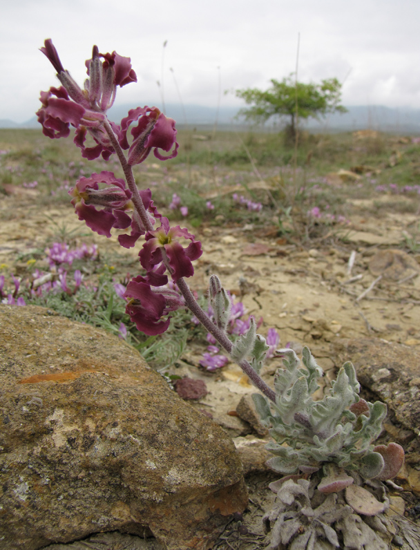 Image of Matthiola odoratissima specimen.